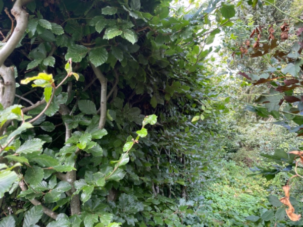 Hækklipning og tilretning af rhododendron