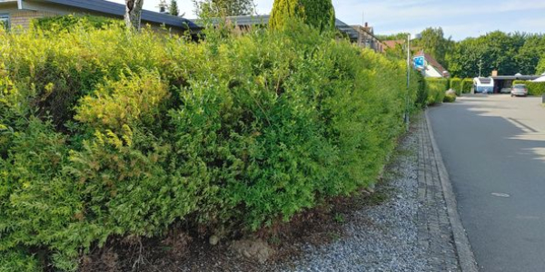 Hækklipning og bortskaffelse