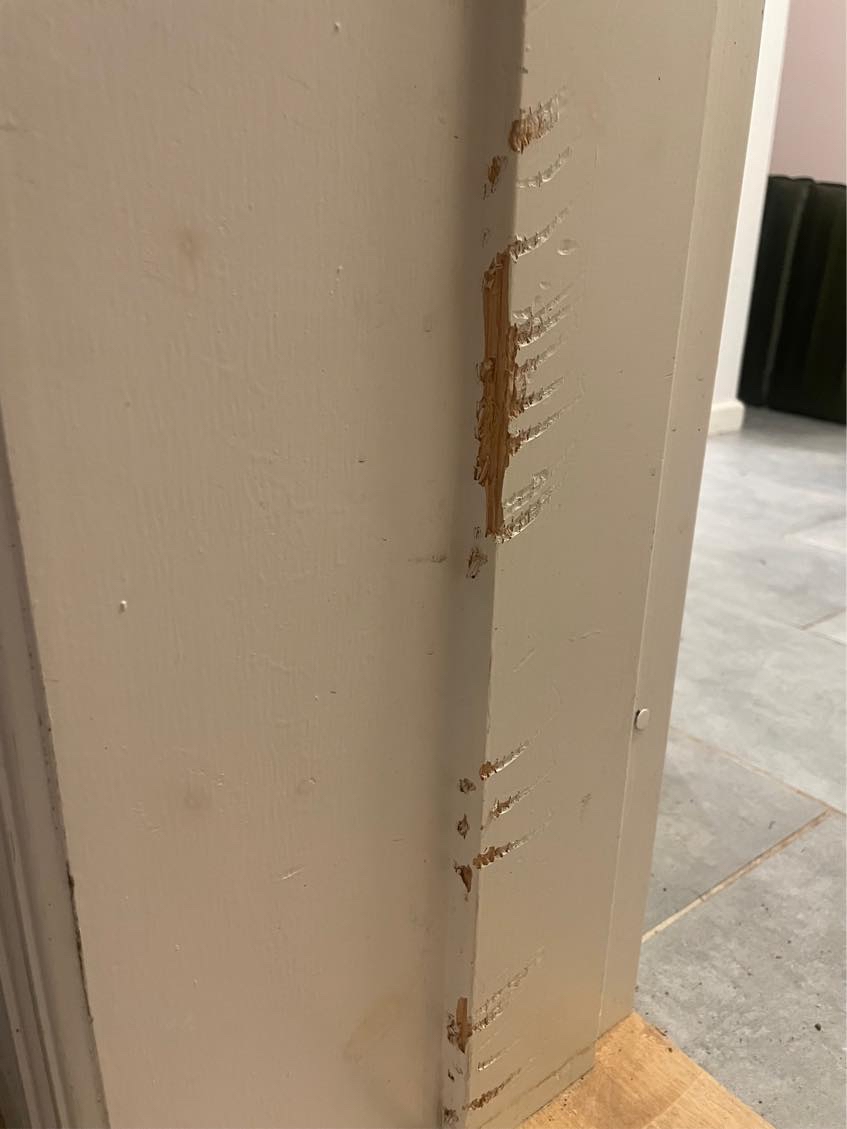 Reparation af træ vinduer og døre efter hundebidderi