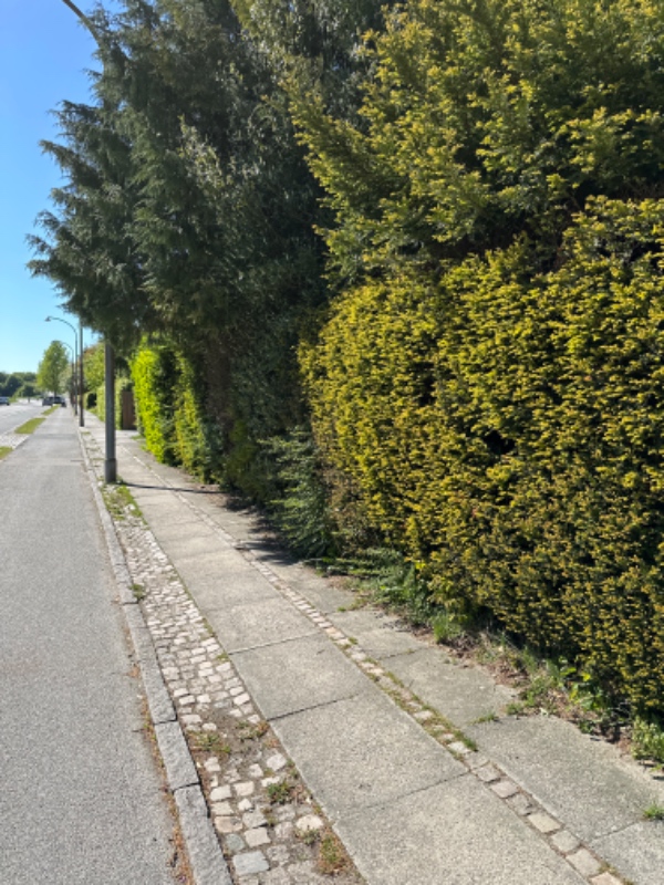 Hækklipning og træbeskæring