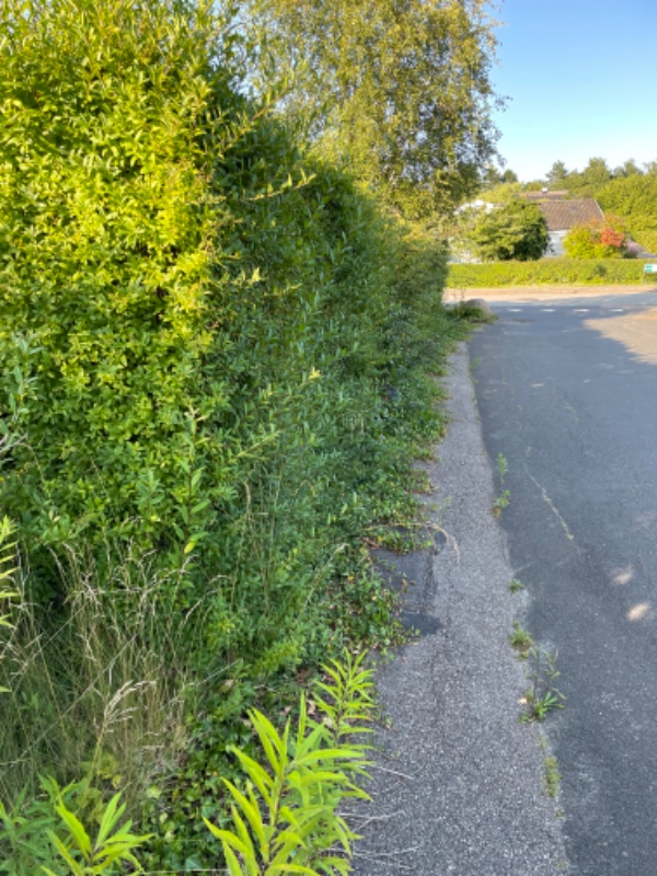 Hækklipning og mere