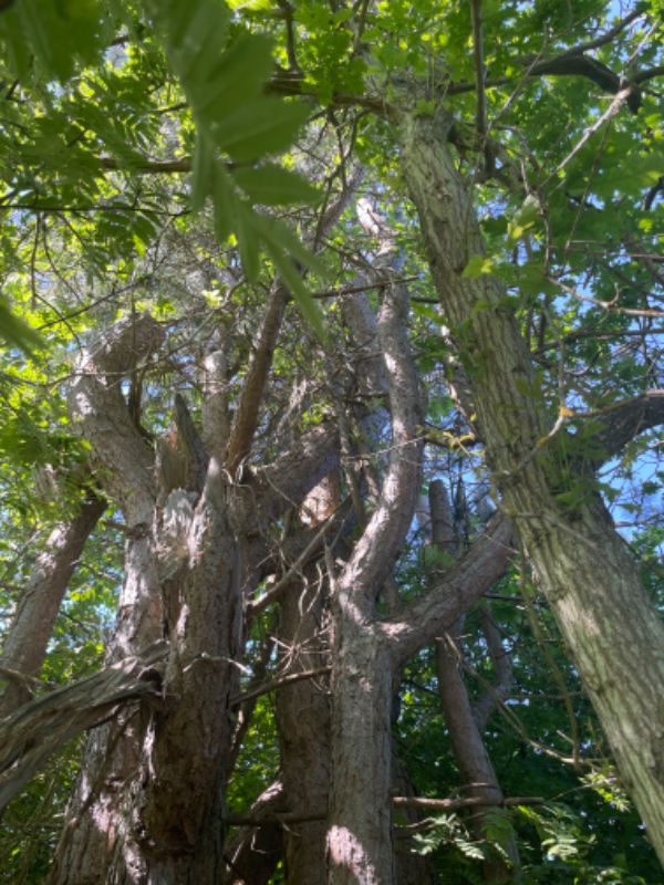 Fældning af Fyrretræ.