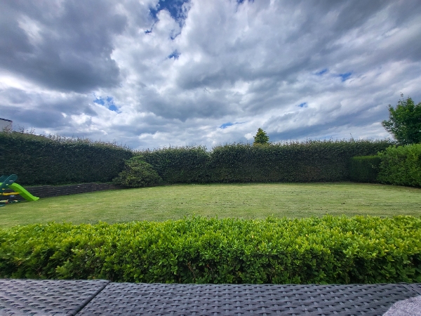 Klipning af høj hæk