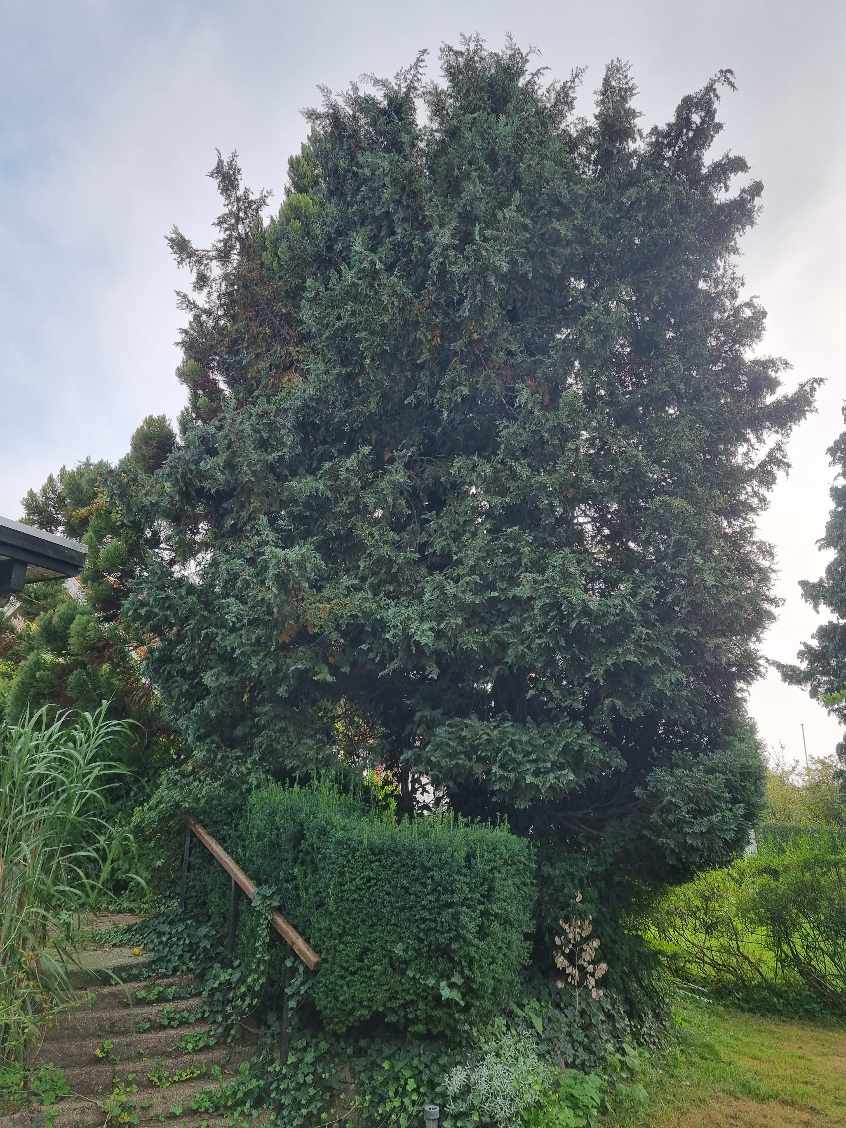 Hjælp til min have jeg skal have fældet 6 træer i min forhave og baghave