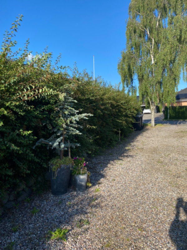 Hækklipning og bortskaffelse