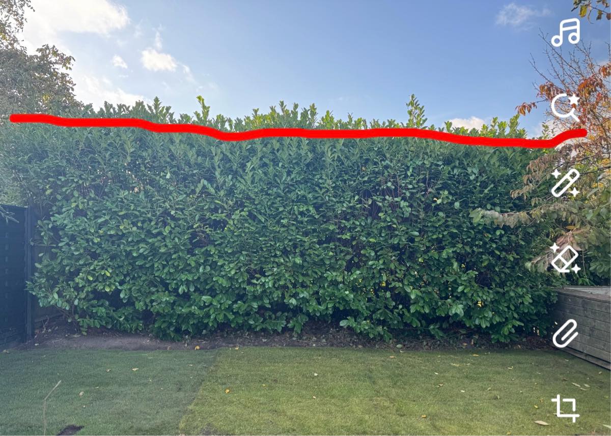 Klipning af hæk - kun øverste led