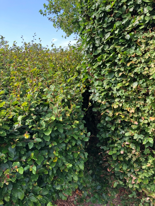 Beskære top og bredde af 10m. hæk