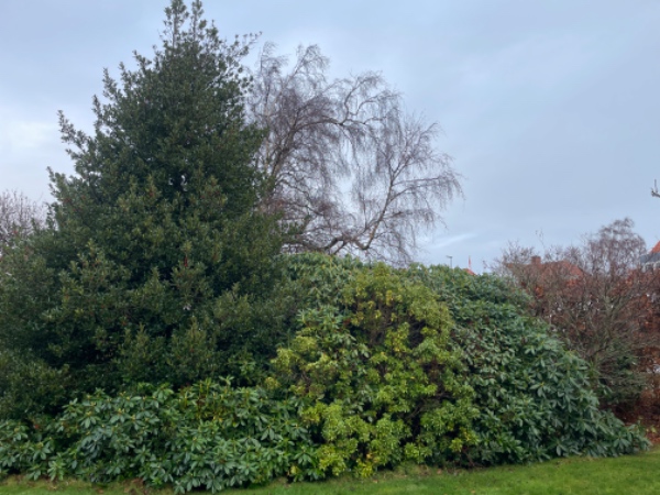 Beskæring af 30 mtr. bøgehæk og 6 buske/træer i opvokset have