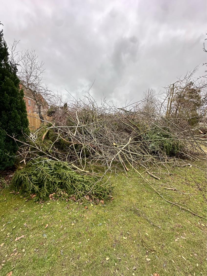 Hjælp til at fjerne grene fra træer