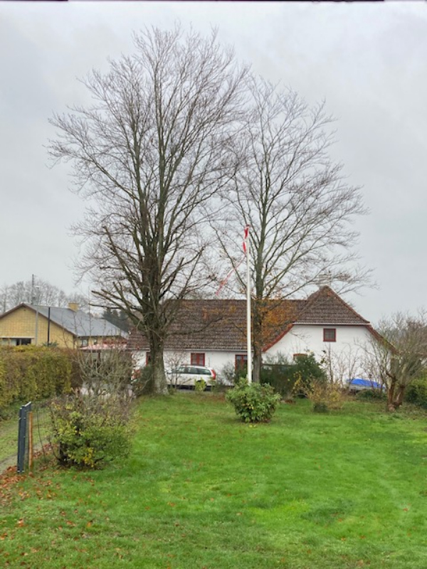 Beskåret nogle høje bøge træer