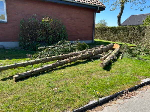 Bortskaffelse af fældet træ i Beder