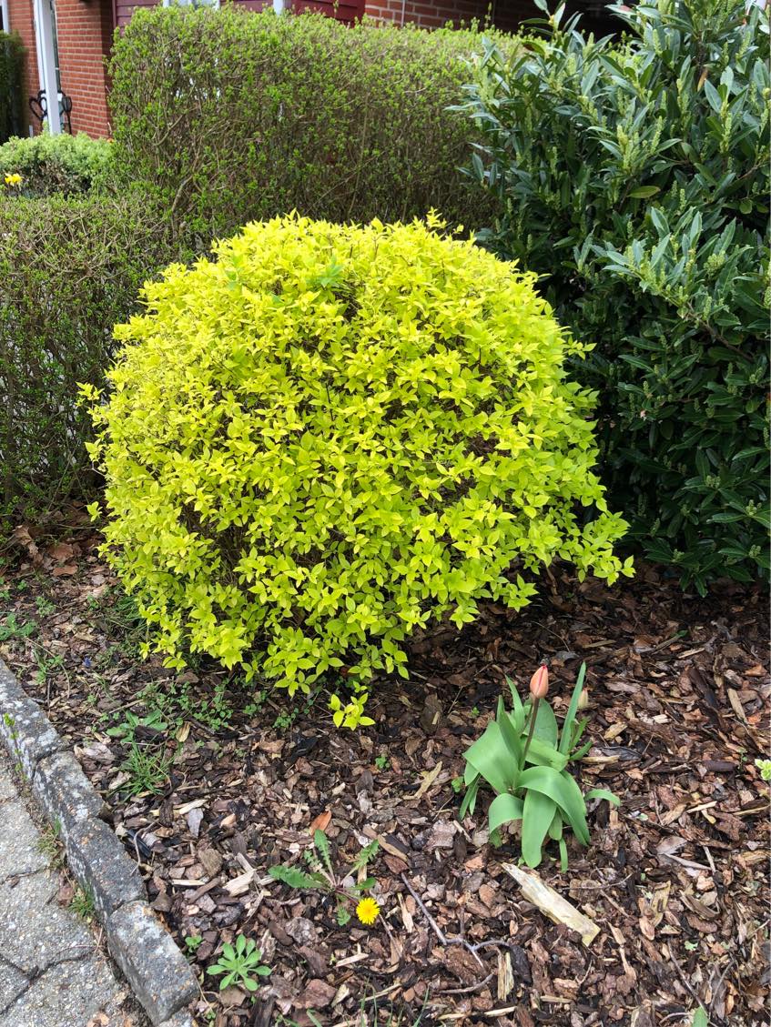 Rydning af buske og små træer samt planering og lægning af fliser