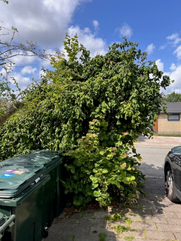Ordne buske og klippe hæk