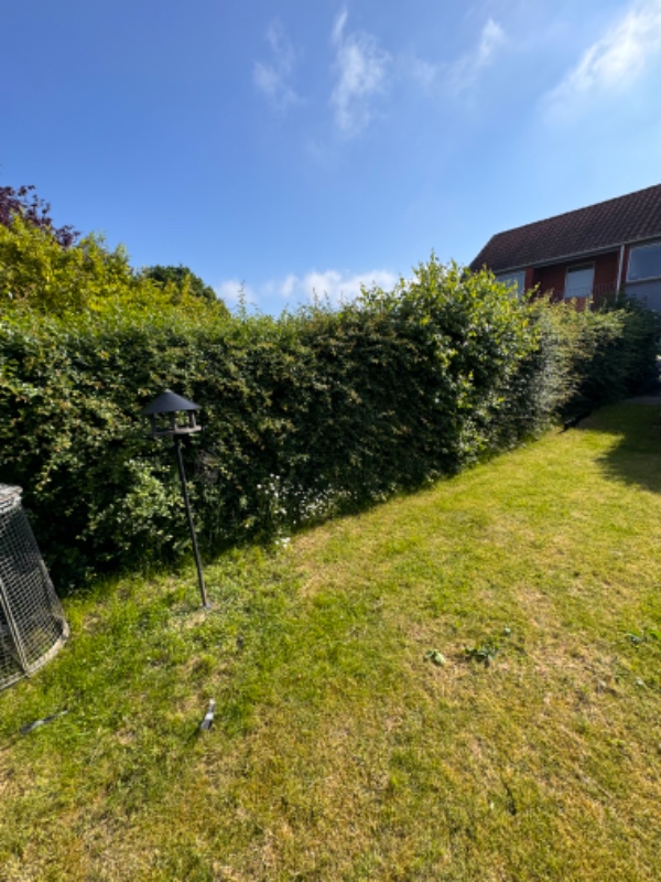 Hækklipning og ukrudtsfjernelse