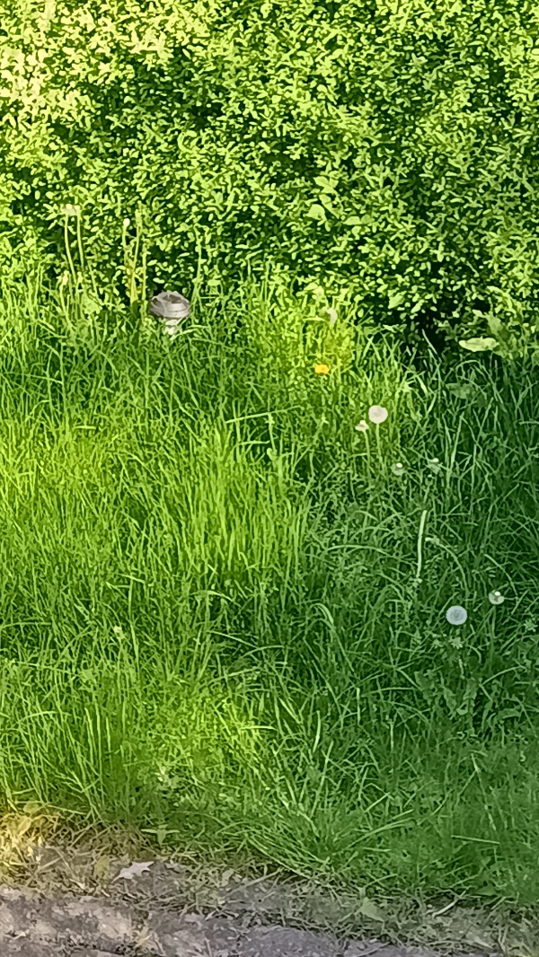 Havearbejde og flise-rensning