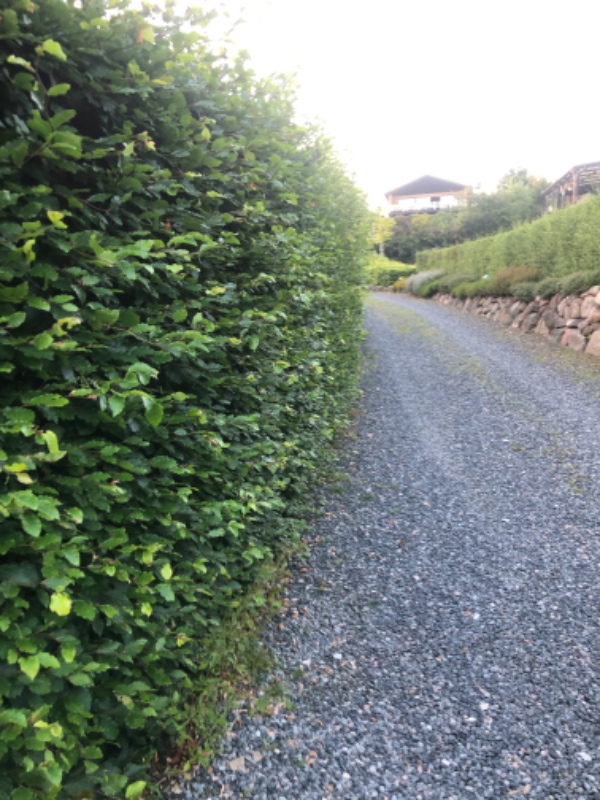 Klipning af bøgehæk