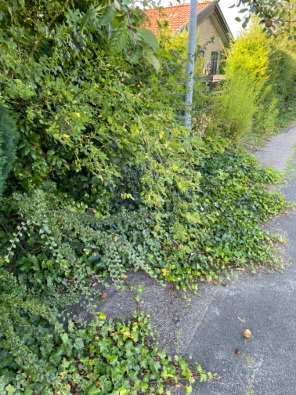 Hækklipning og mere