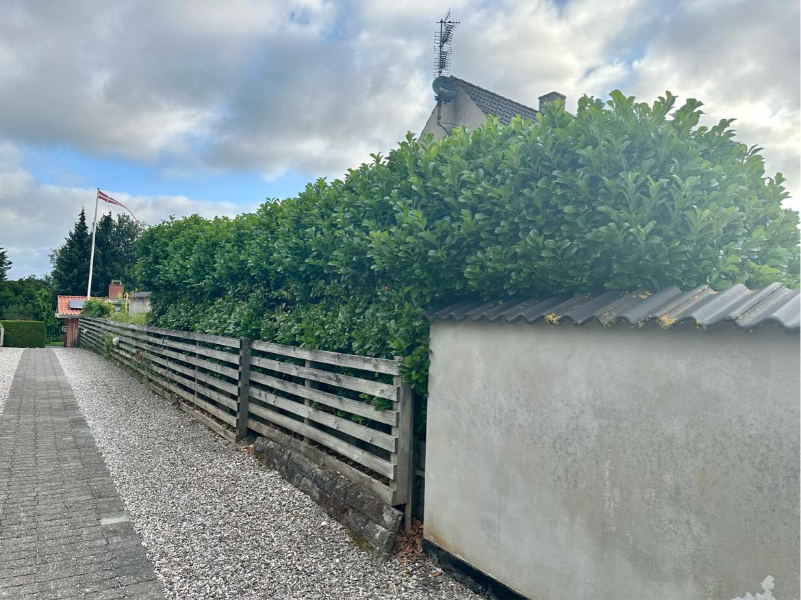 Klipning af høj kirsebærlaurbærhæk