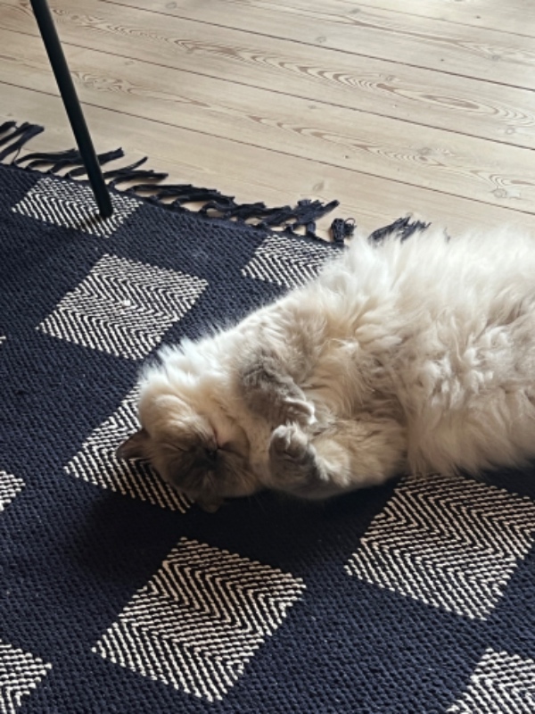 Klipning og trimning af kat