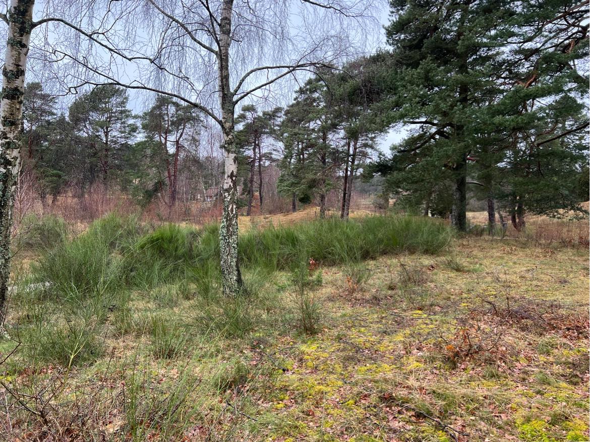 Optrækning af træer og buske