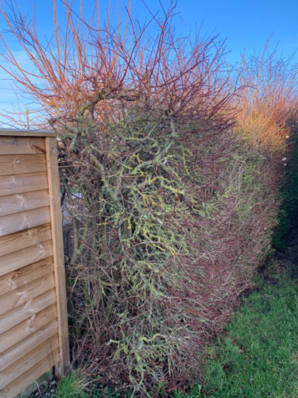 Beskåret miabella hæk