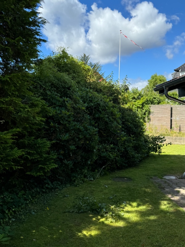 Hækklipning og bortkørsel af afklip