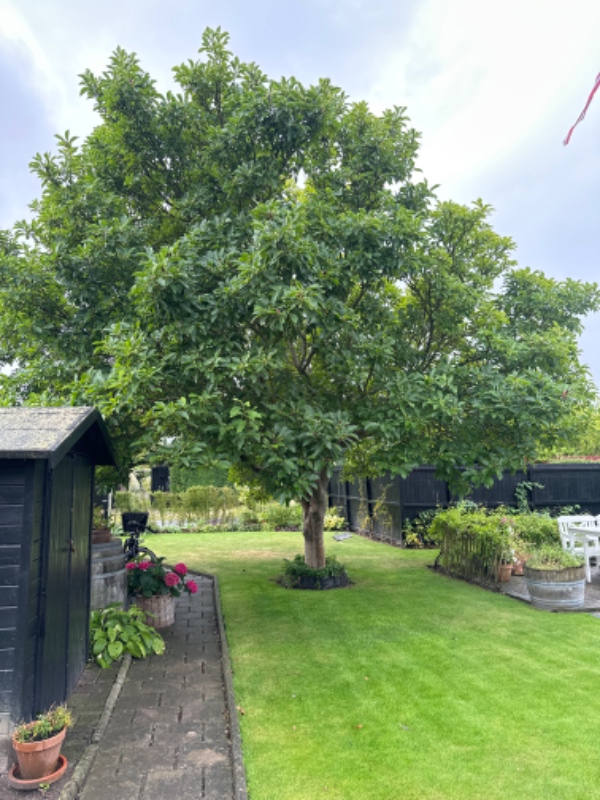 Beskæring af æble- og magnoliatræ