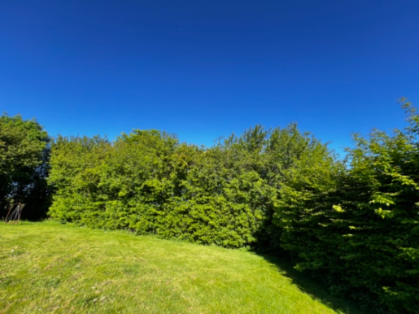 Beskæring og bortskaffelse af hæk