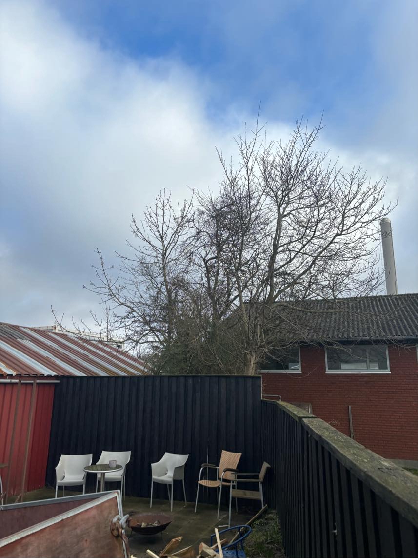 Hæk klipning top kapning fjern affald