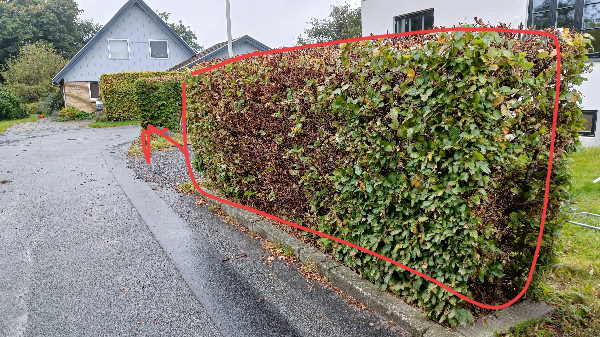 Flytning af hæk