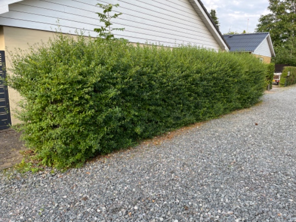 Hækklipning rundt hus
