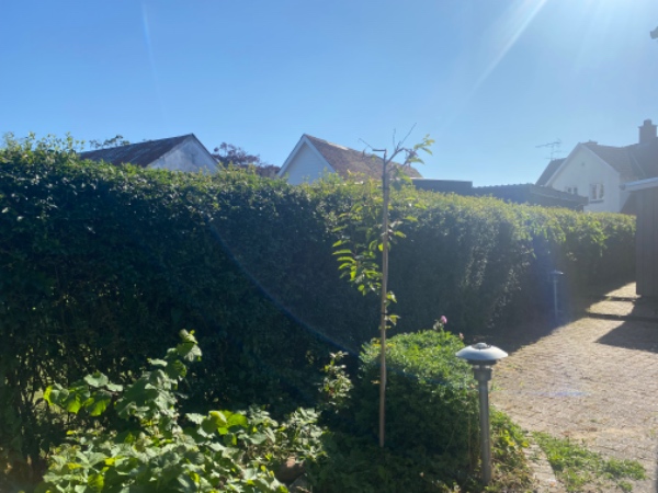 Haveaffald tranport , opskæring, oprydning