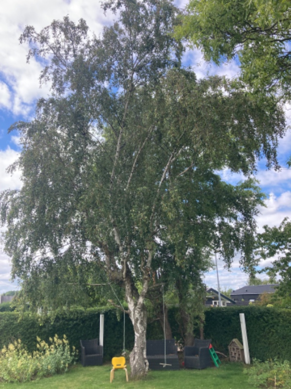 Beskæring af træer