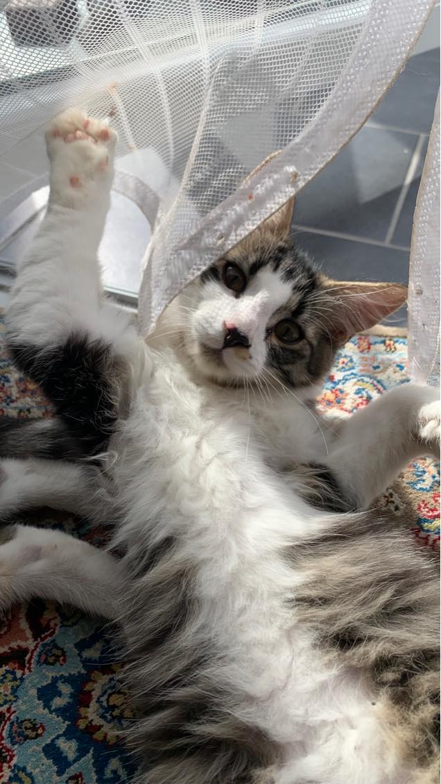 Kattepasning (bare komme over)