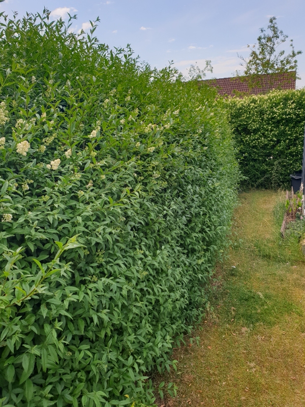 12 meter ligusterhæk klippes kraftigt på ydersiden og reduceres fra ca. 260 cm til 160 cm i højden