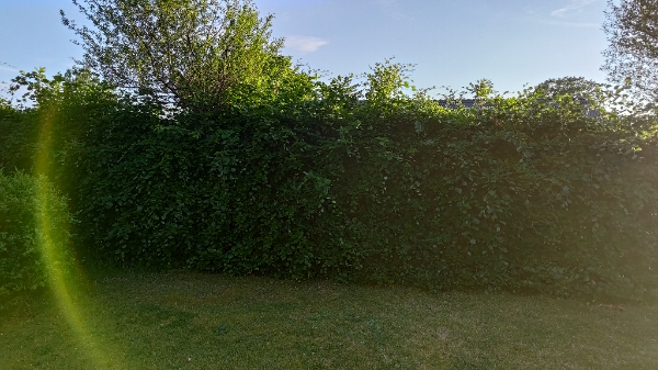 Klipning og bortskaffelse af hæk