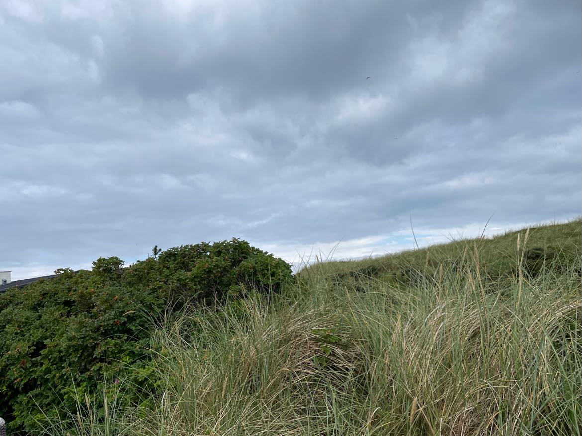 Klippe/fjerne hybenroser