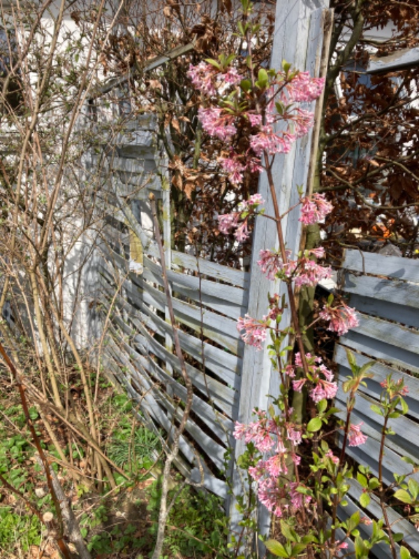 Reparation eller erstatning hegn