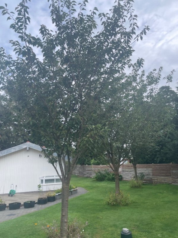 Beskæring af japansk kirsebær