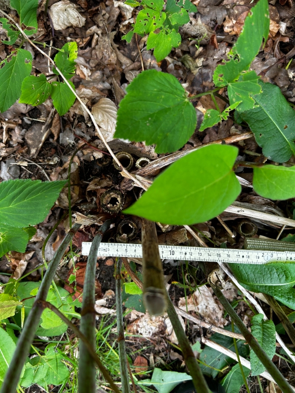 Stubfræsning af flere træstubbe