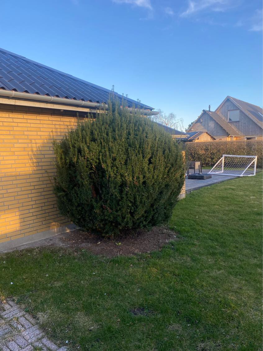 Vertikalskære/fjerne mos på græsplanen + fjerne gran-busk