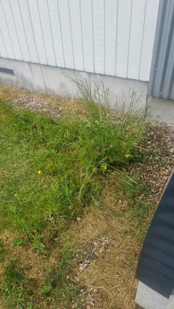 Fjern ukrudt og slå græs