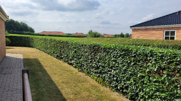 Klipning af bøgehæk