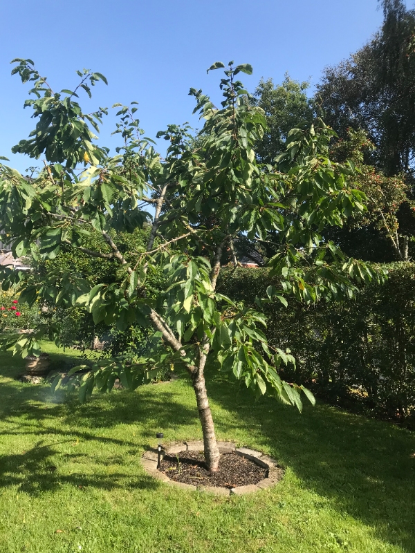 beskæring af frugt træer