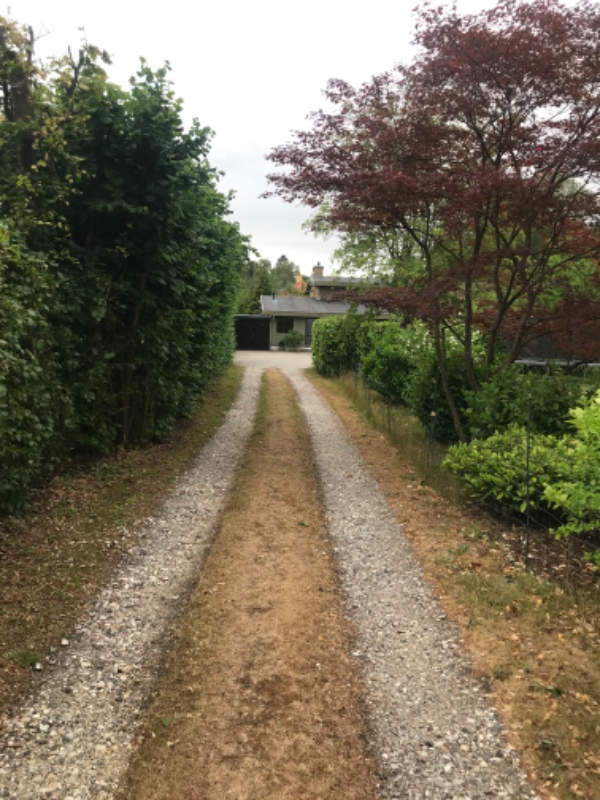 Klipning af hæk og træ