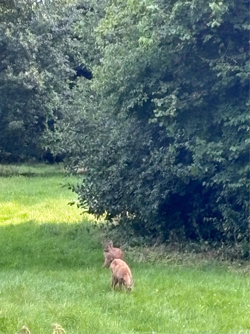 Havearbejde fældning af små og store træ