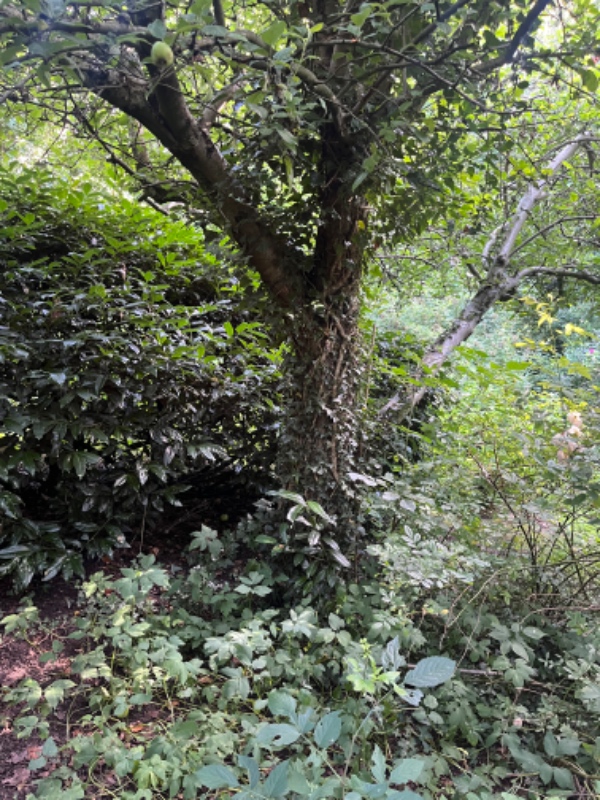 Flytning af 4 æbletræer