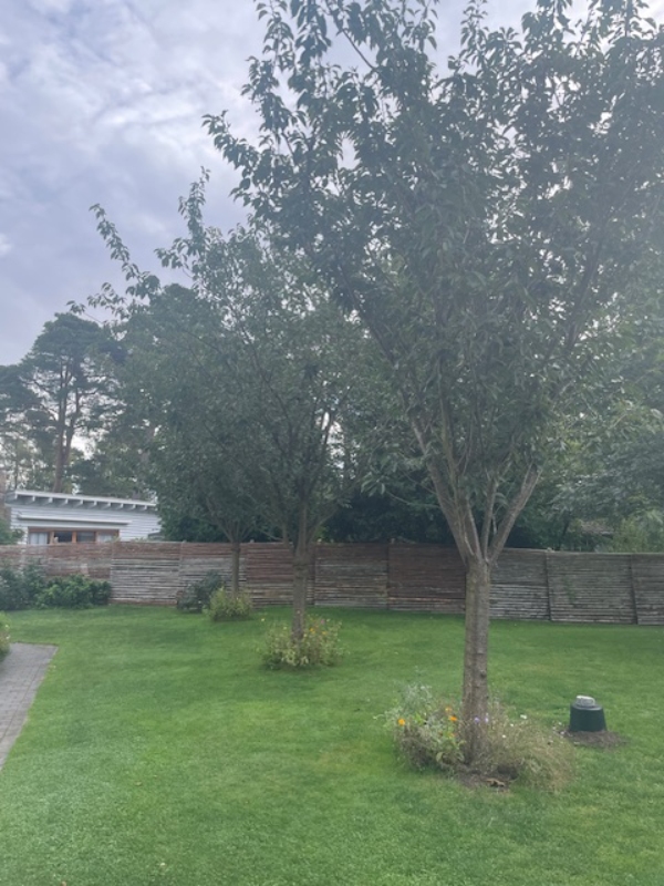 Beskæring af japansk kirsebær