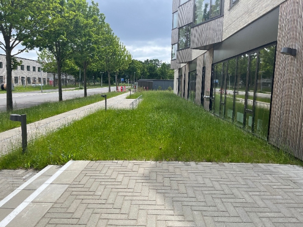 Græsrydning med buskrydder