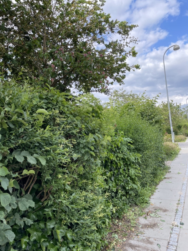 Hækklipning og bortkørsel af affald